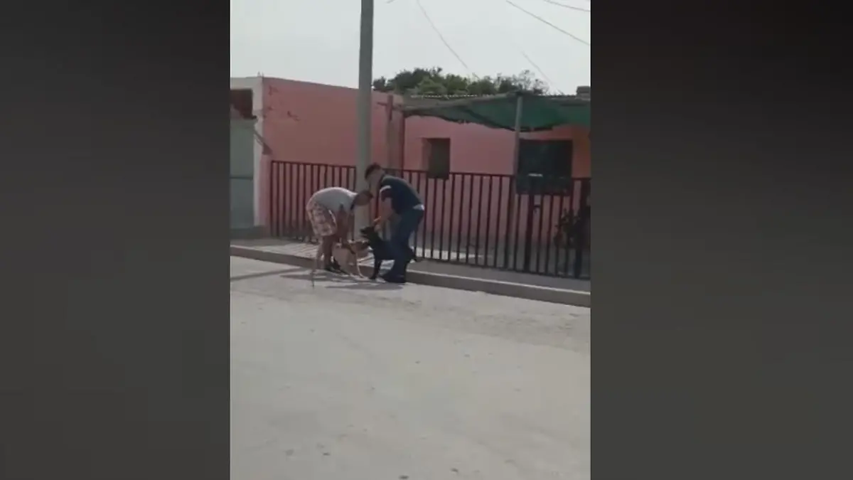 perros pelea